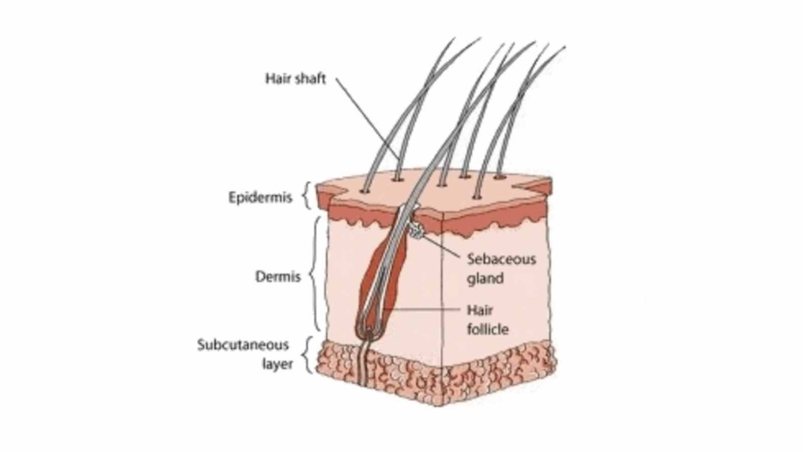 Everything You Need to Know About Earwax Glands